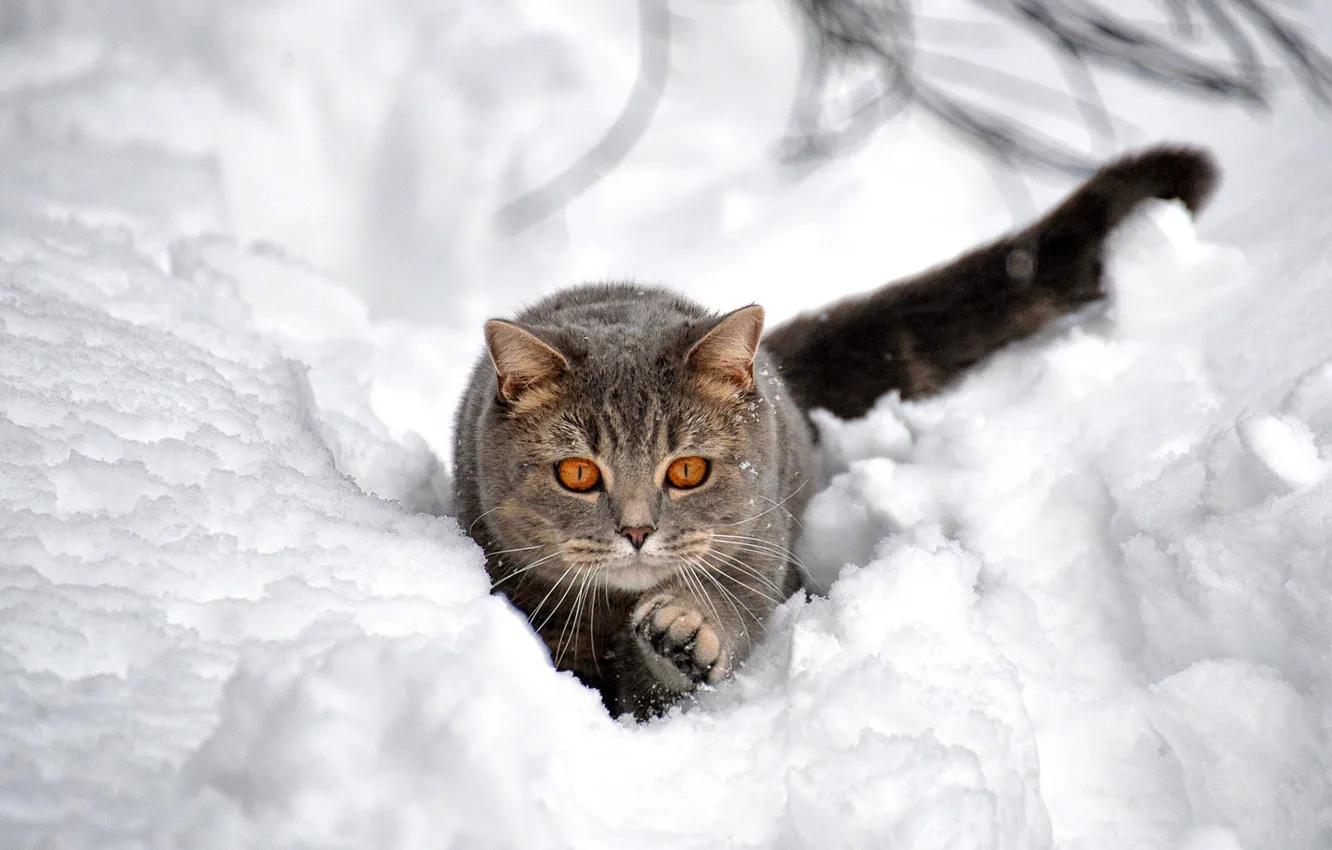 Photo wallpaper winter, cat, snow, hunting