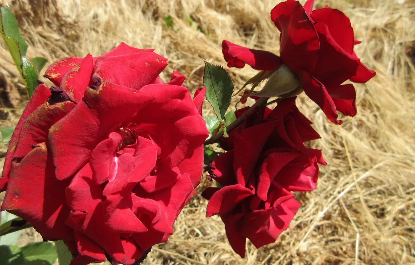 Photo wallpaper flowers, roses, dry grass, Mamala ©, Summer 2018