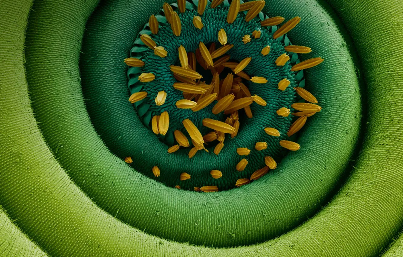 Photo wallpaper microscope, mol, coiled proboscis