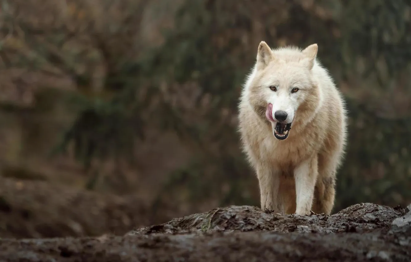 Photo wallpaper nature, Gray Wolf, face, animal, wolf, canis lupus, wildlife, head