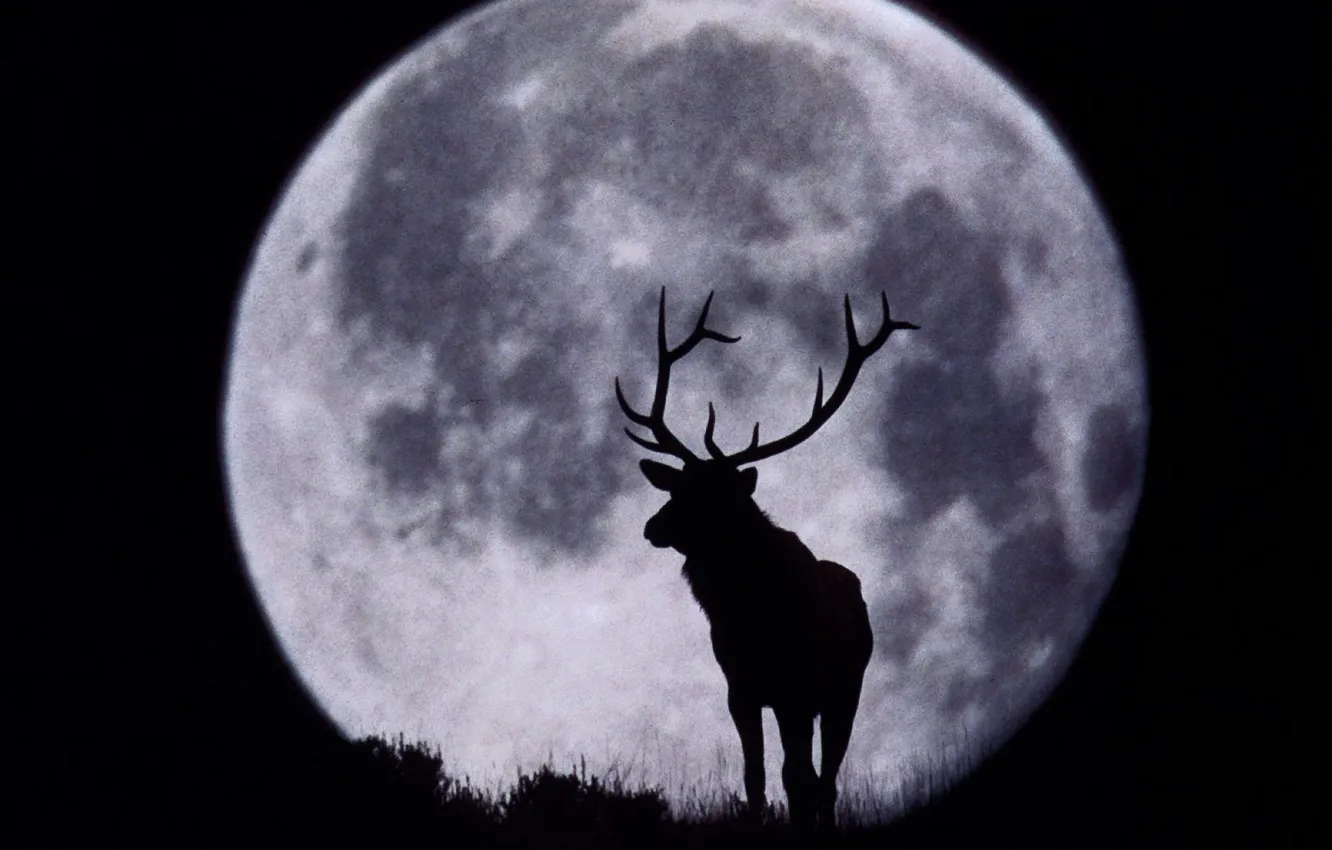 Photo wallpaper the moon, deer, silhouette, horns, black and white