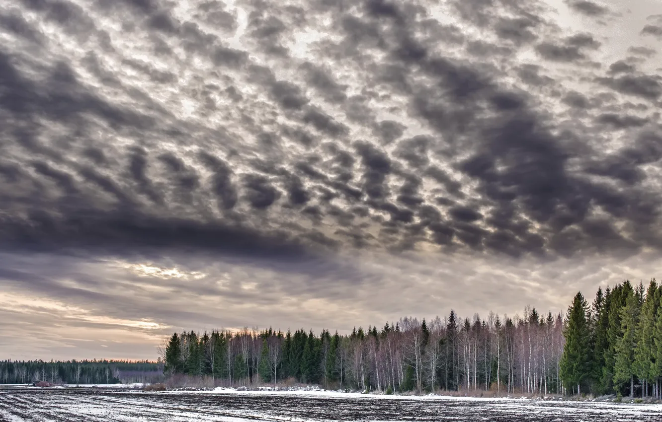Photo wallpaper field, the sky, trees