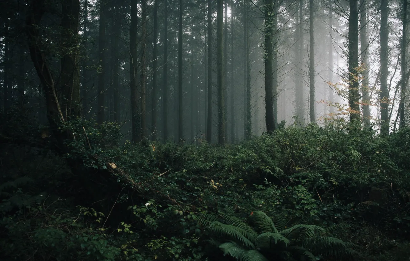 Photo wallpaper forest, trees, nature, fog