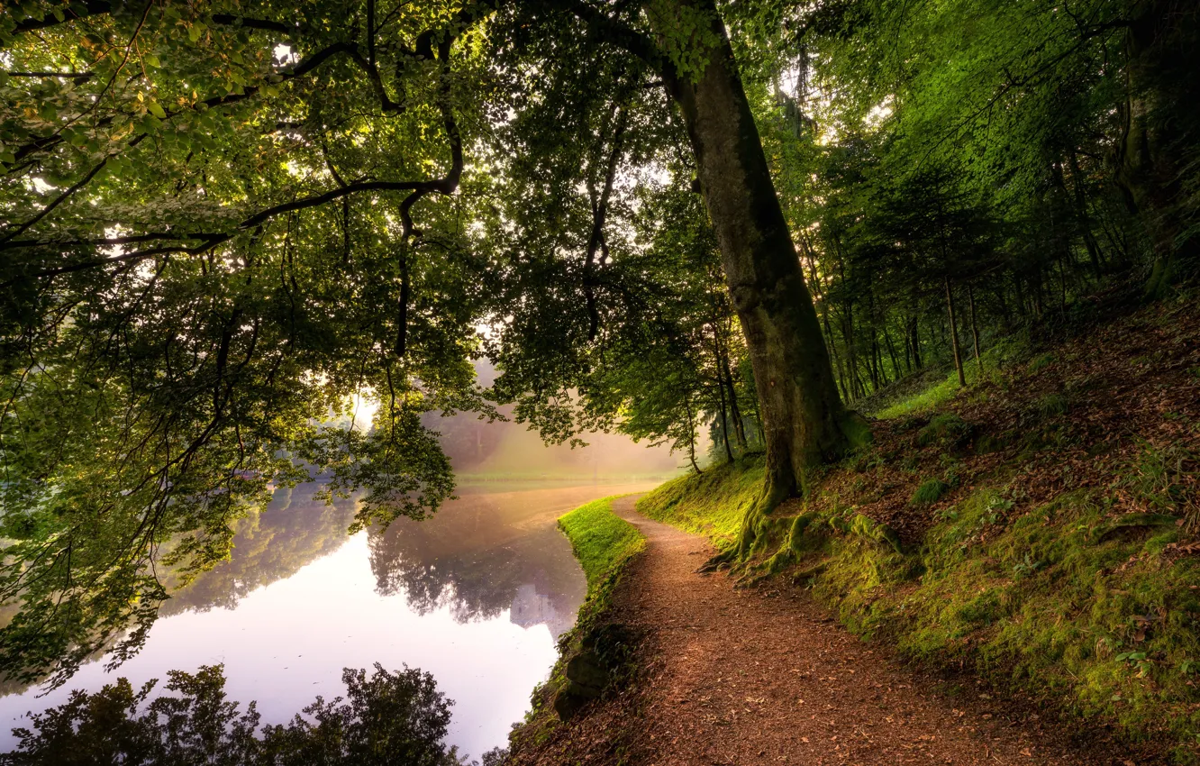 Photo wallpaper forest, trees, river, moss, trail