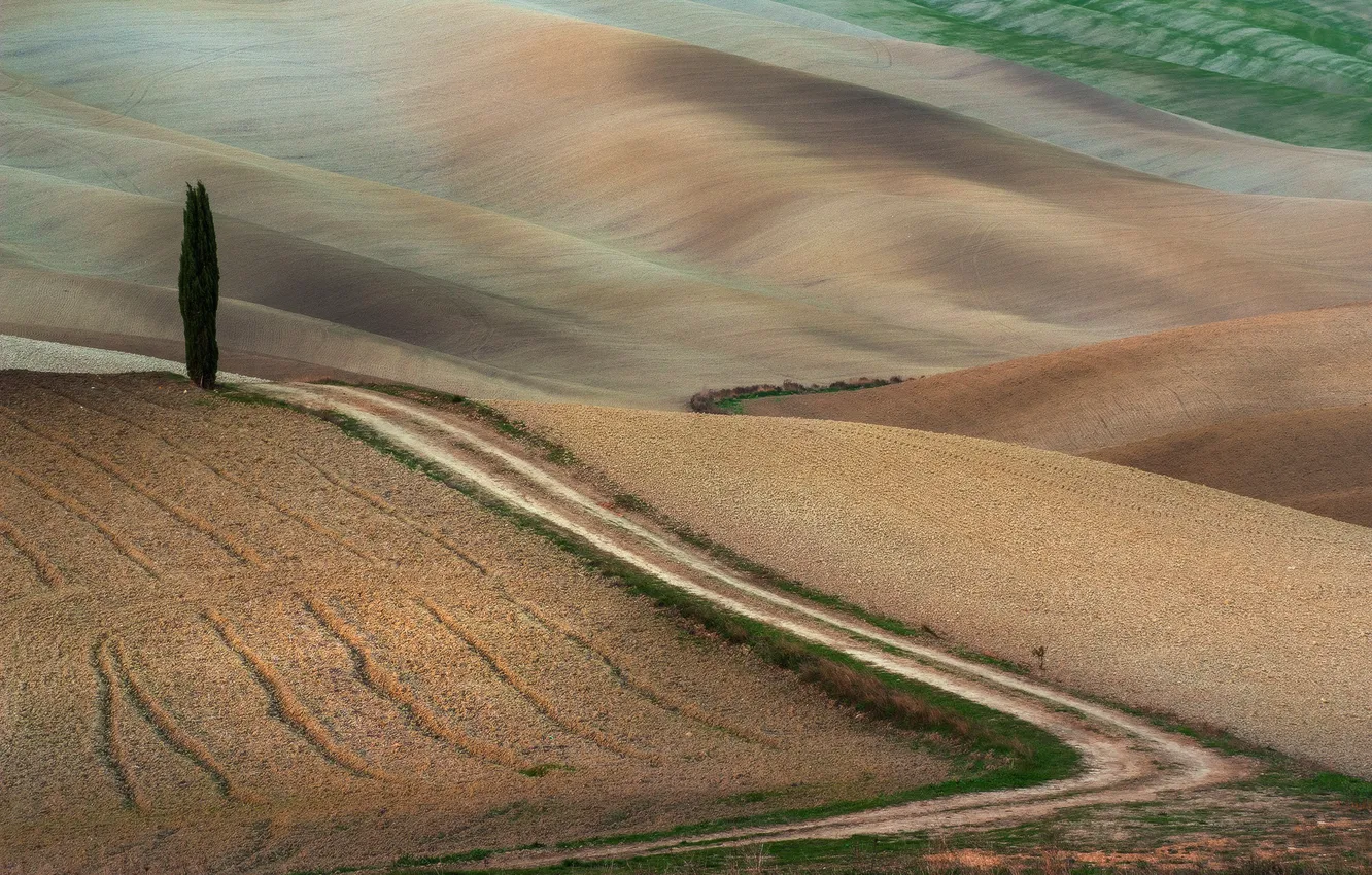 Photo wallpaper road, fields, crops