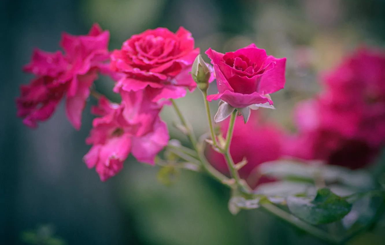 Photo wallpaper branches, roses, bokeh