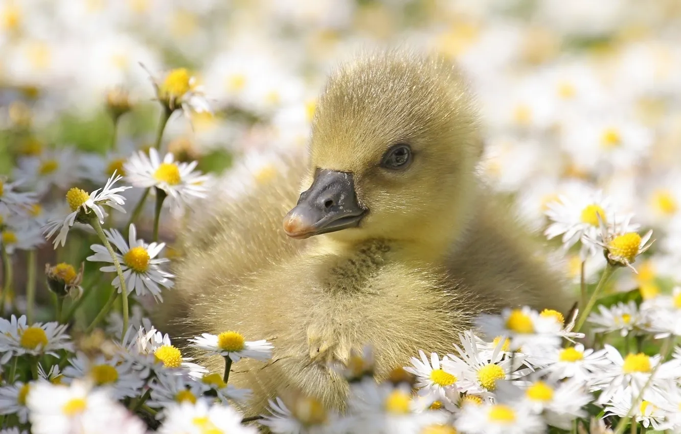 Photo wallpaper Flowers, Small, Daisies, Geese
