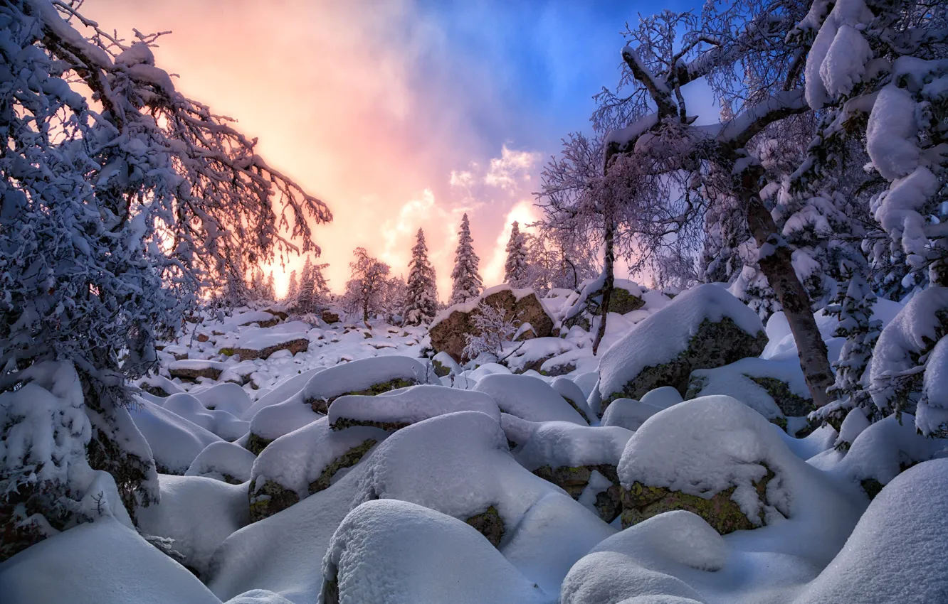 Photo wallpaper winter, snow, sunset, spruce