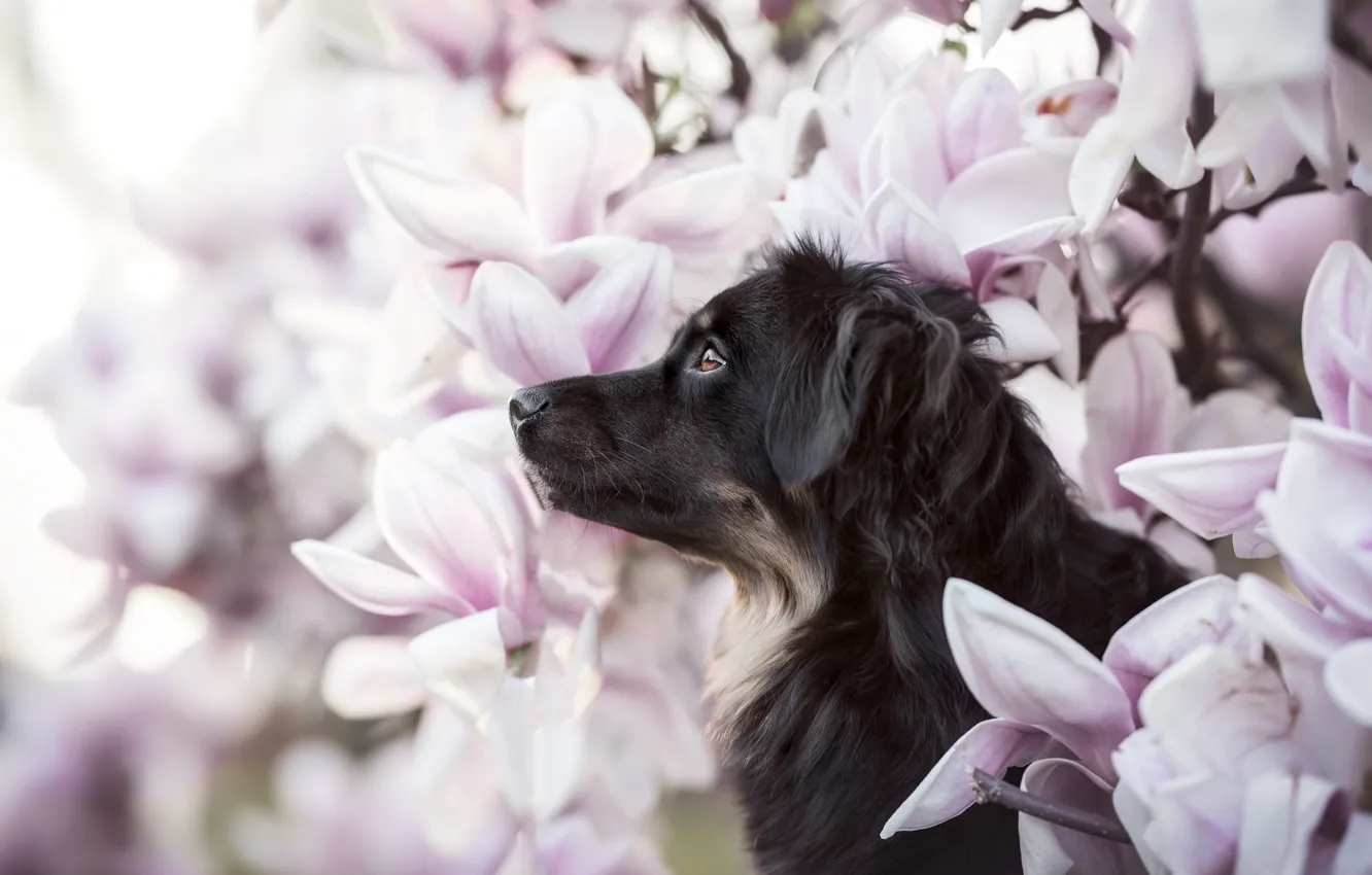 Photo wallpaper look, face, flowers, portrait, dog, profile, Magnolia