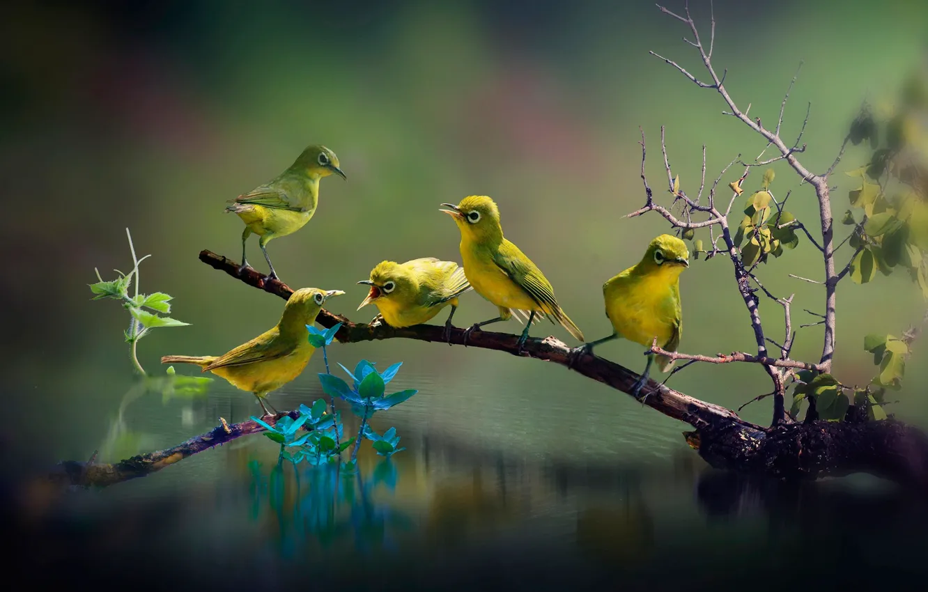 Photo wallpaper leaves, water, birds, branches, nature, green, bokeh, the white-eye
