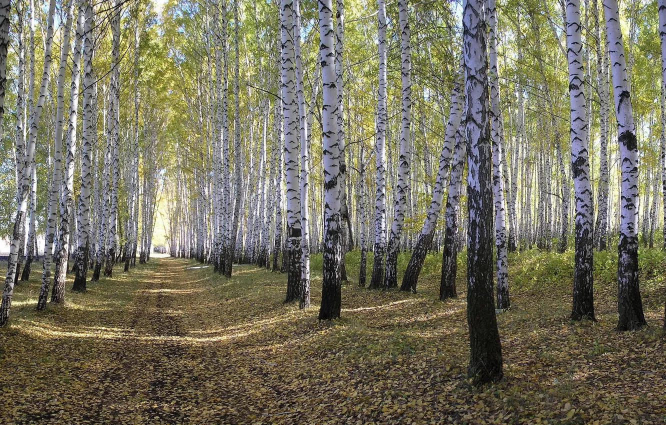 Photo wallpaper forest, nature, birch