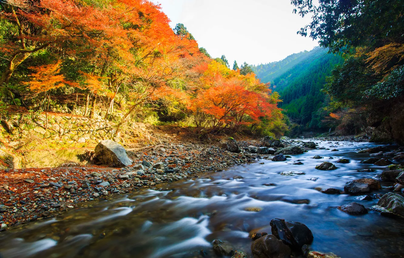 Photo wallpaper autumn, forest, the sky, river, stones