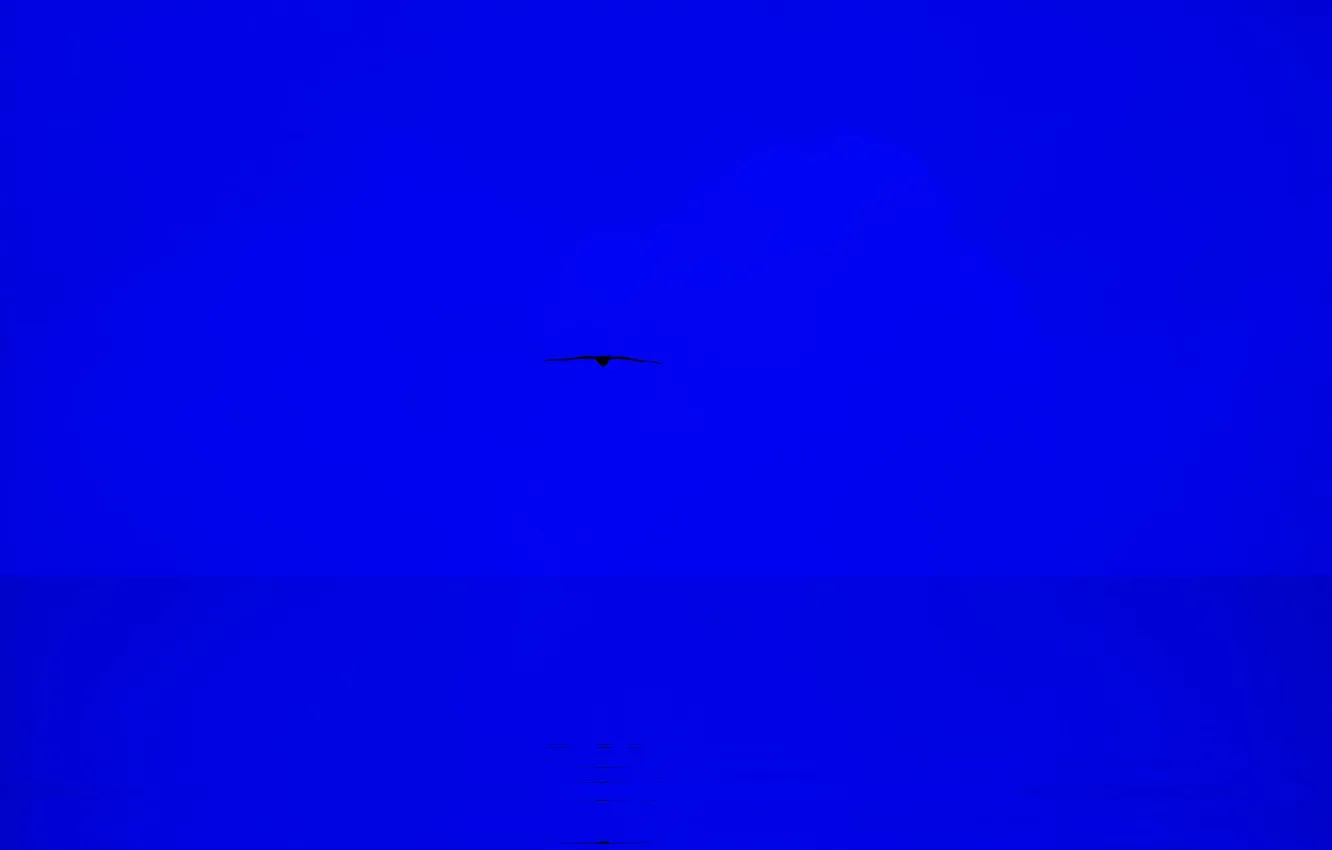 Photo wallpaper sea, the sky, clouds, bird, horizon