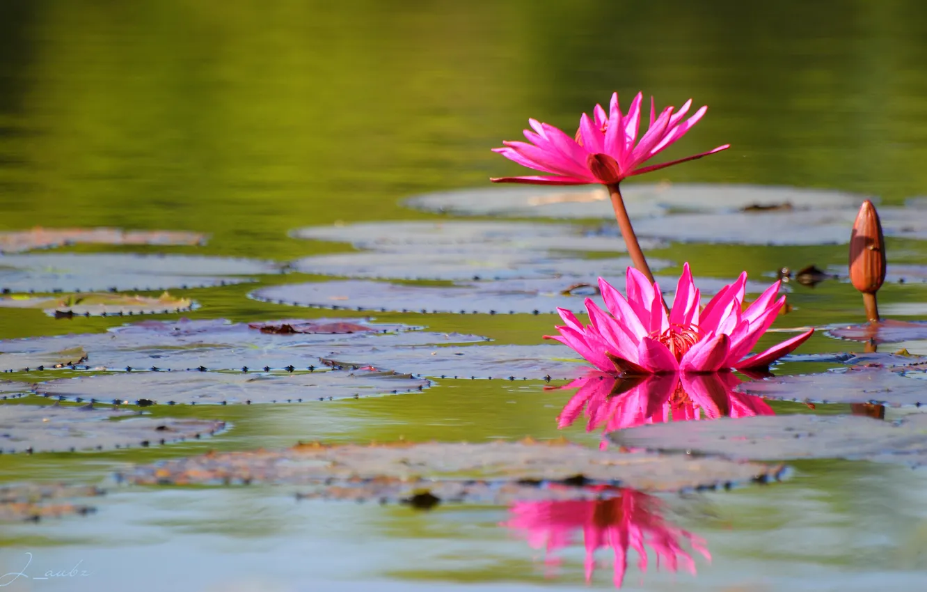 Photo wallpaper nature, lake, pond, Lily, pink