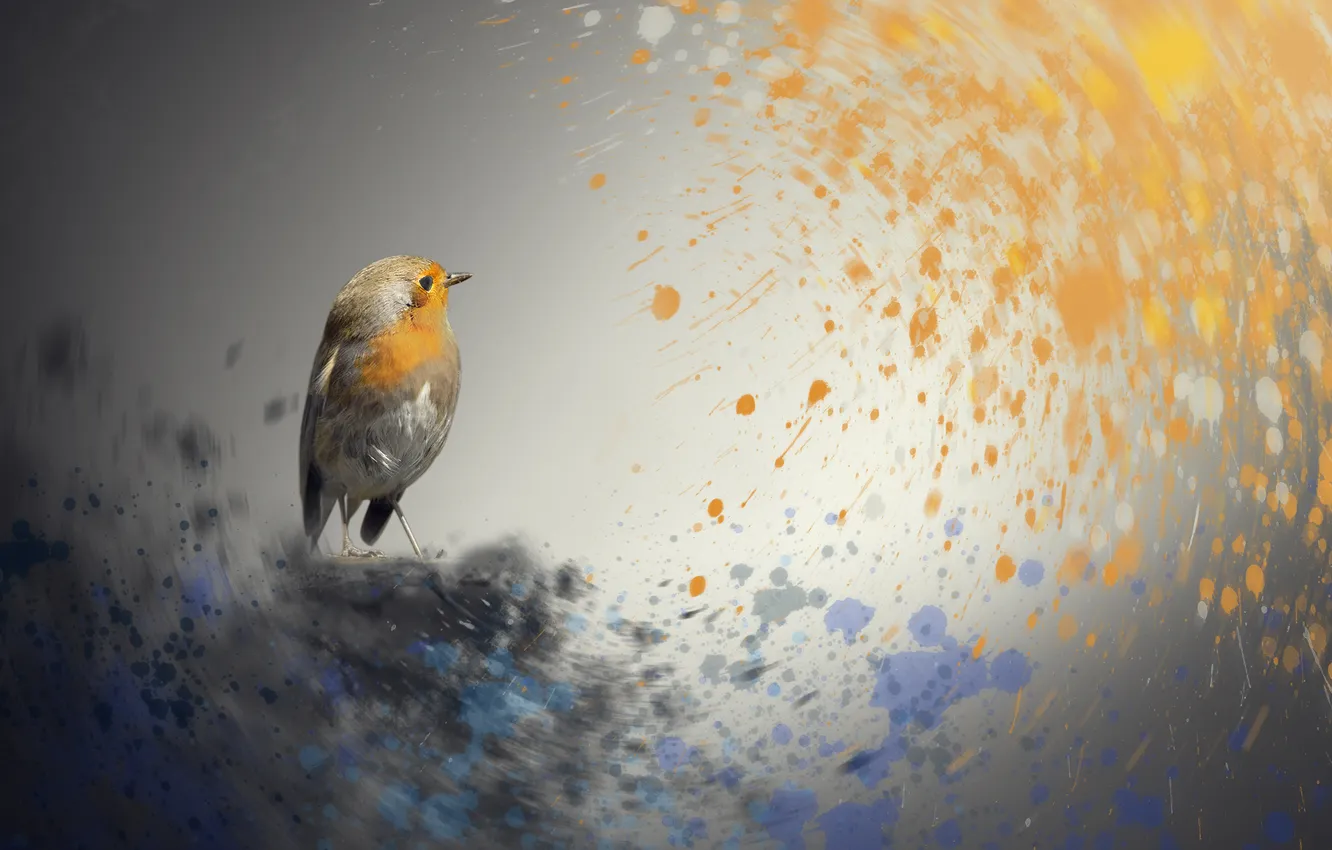 Photo wallpaper background, bird, color