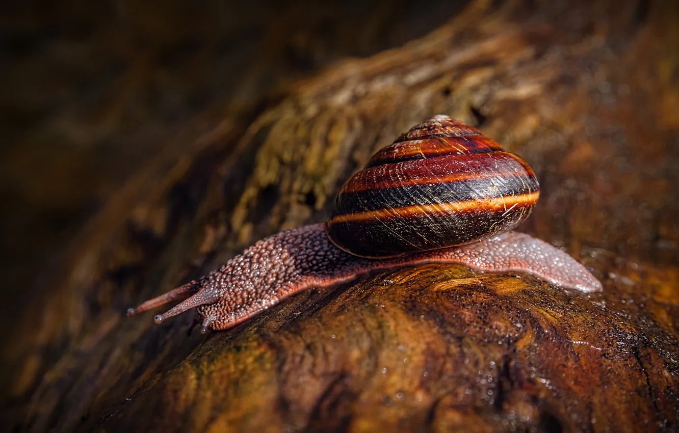 Photo wallpaper macro, stone, snail