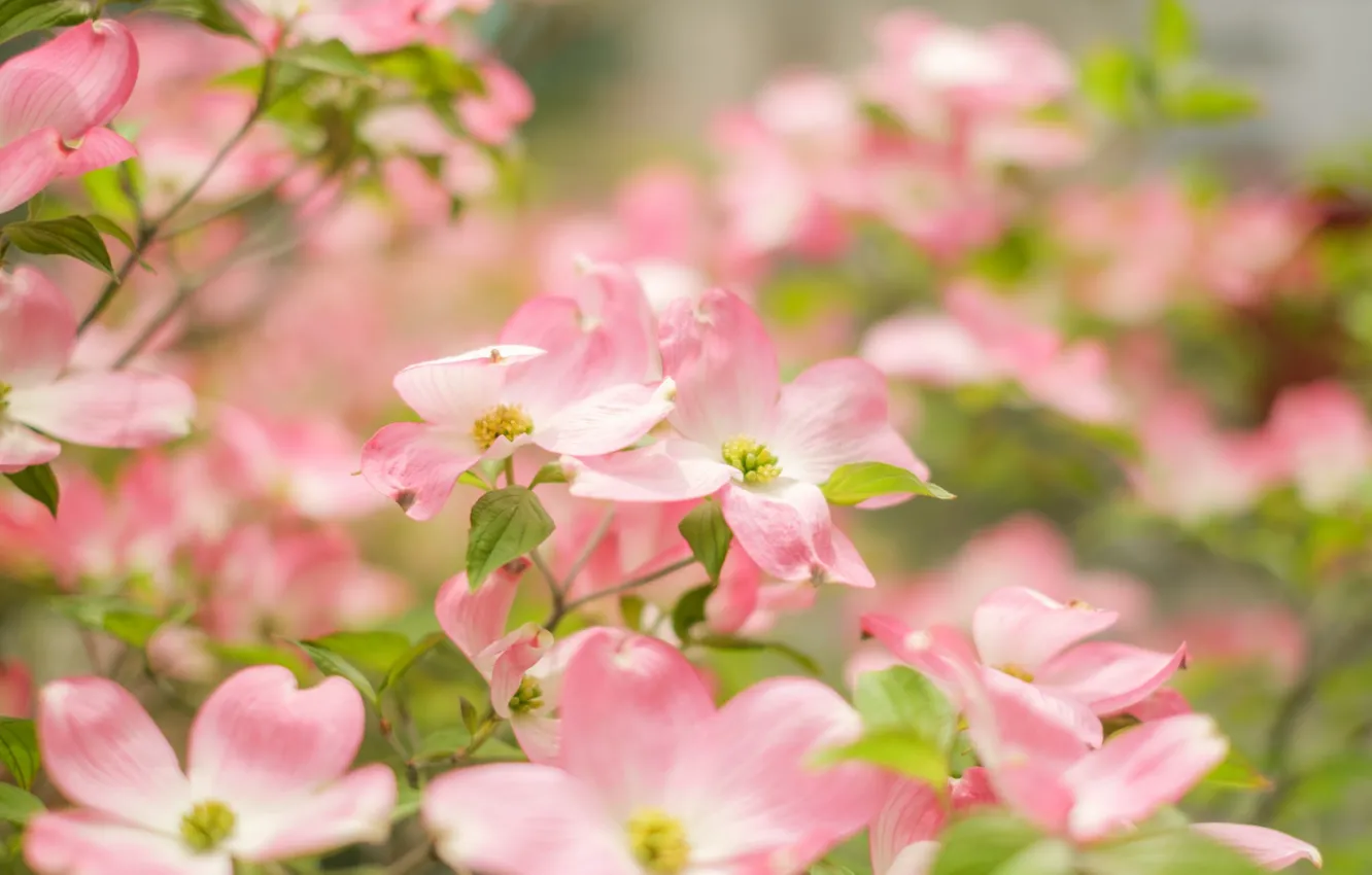 Photo wallpaper macro, pink, dogwood