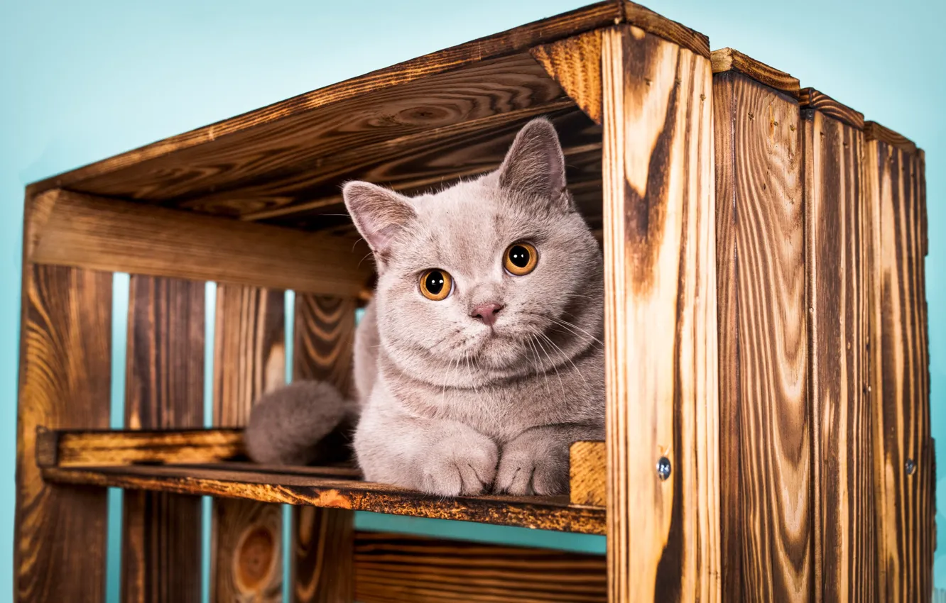 Photo wallpaper cat, cat, look, pose, sweetheart, kitty, face, Milota