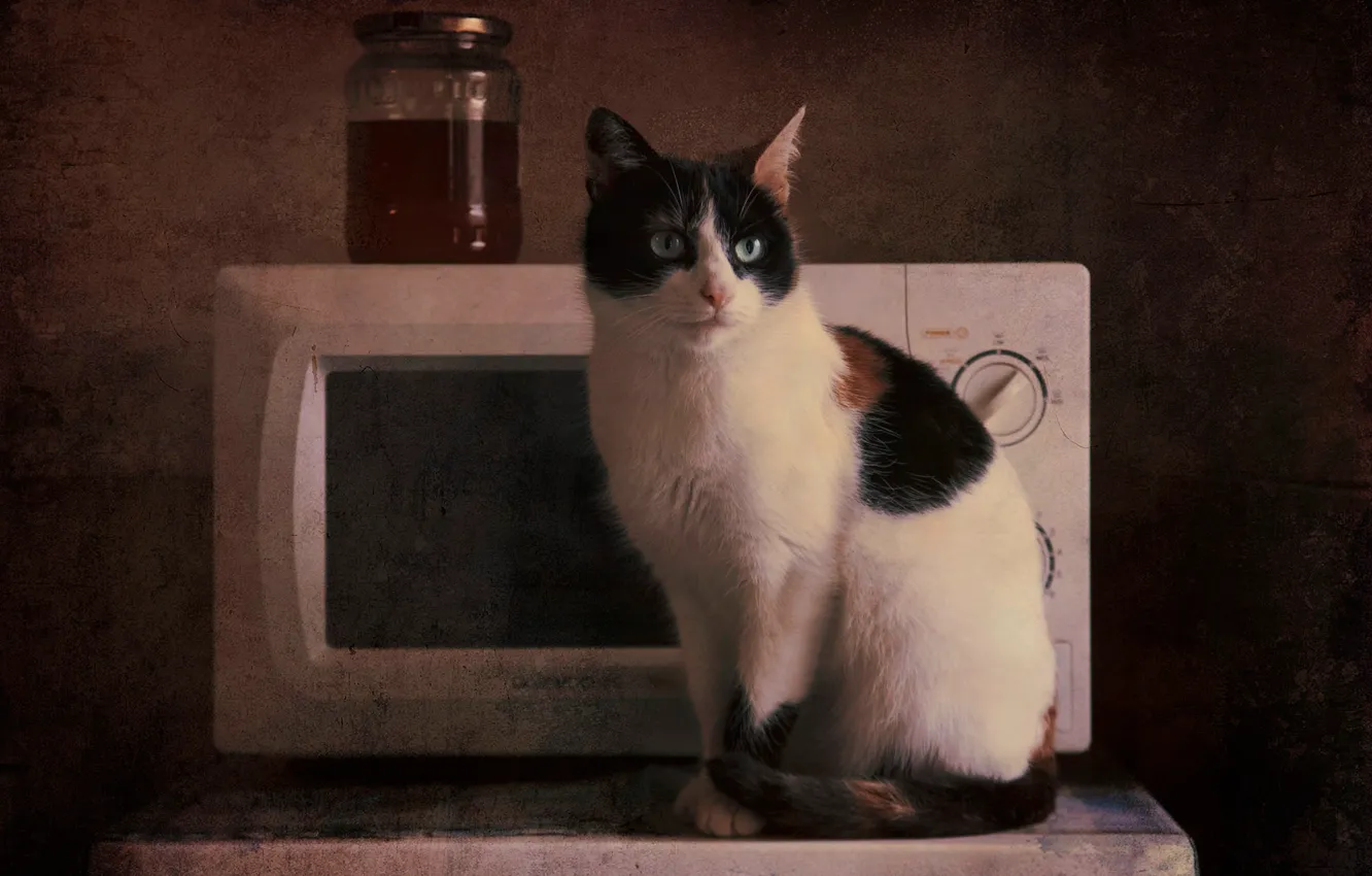 Photo wallpaper cat, cat, look, background, treatment, kitchen, Bank, oven