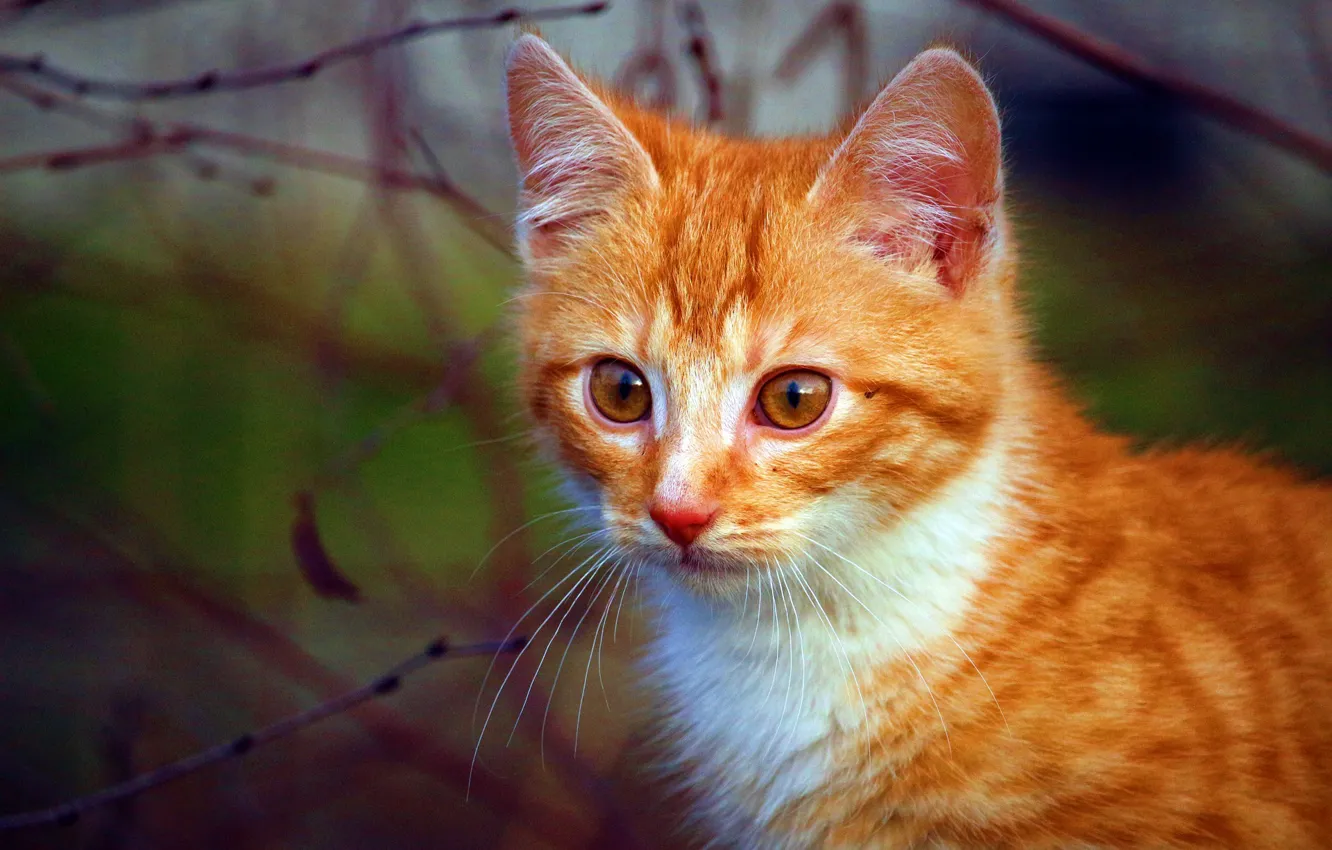 Photo wallpaper red, kitty, blurred background