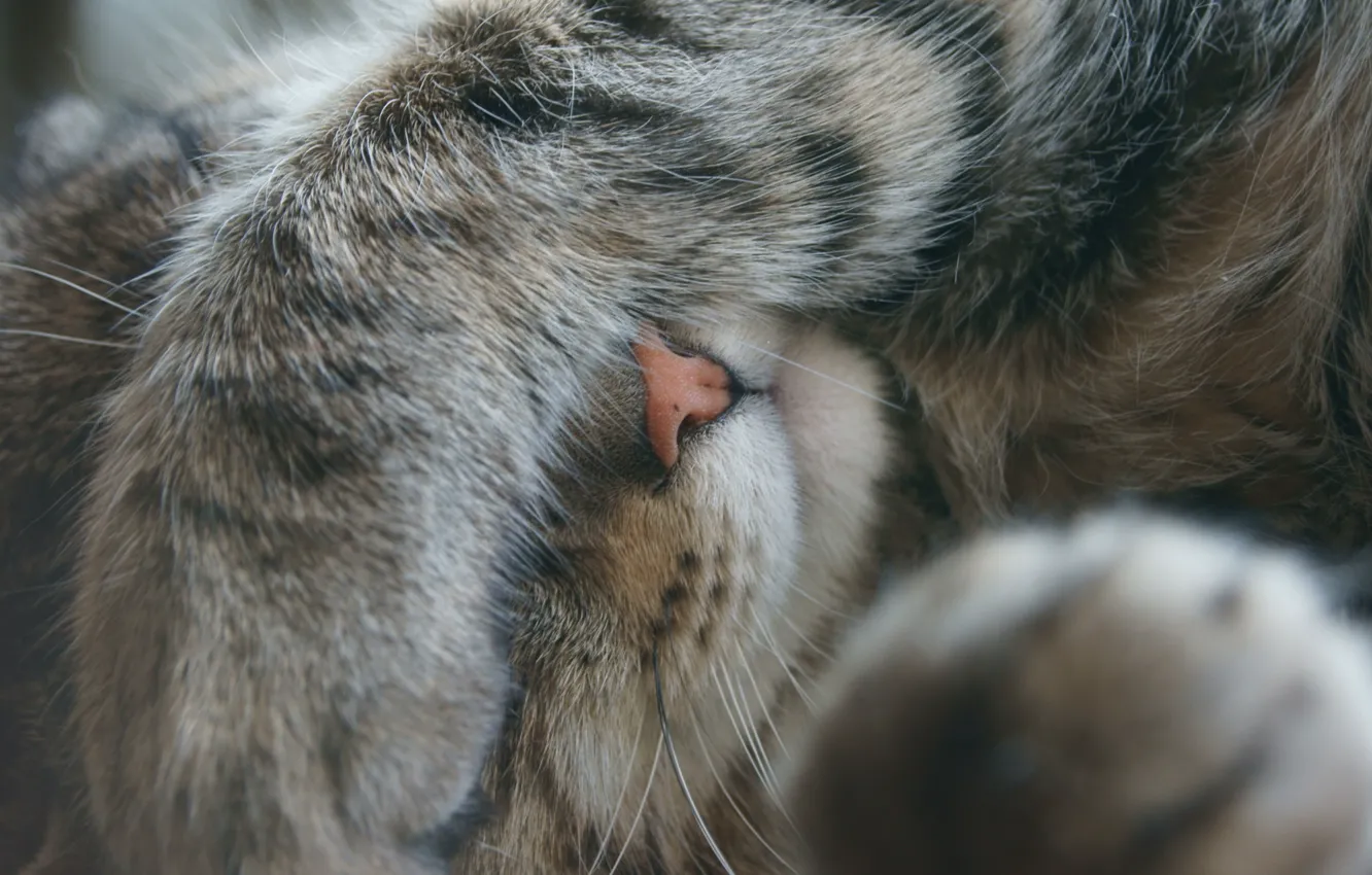 Photo wallpaper cat, mustache, legs, nose