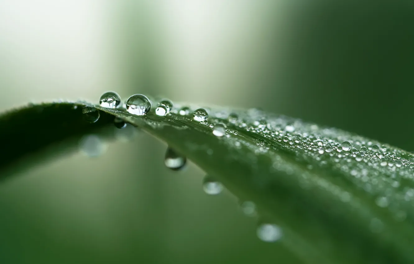 Photo wallpaper leaves, drops, nature