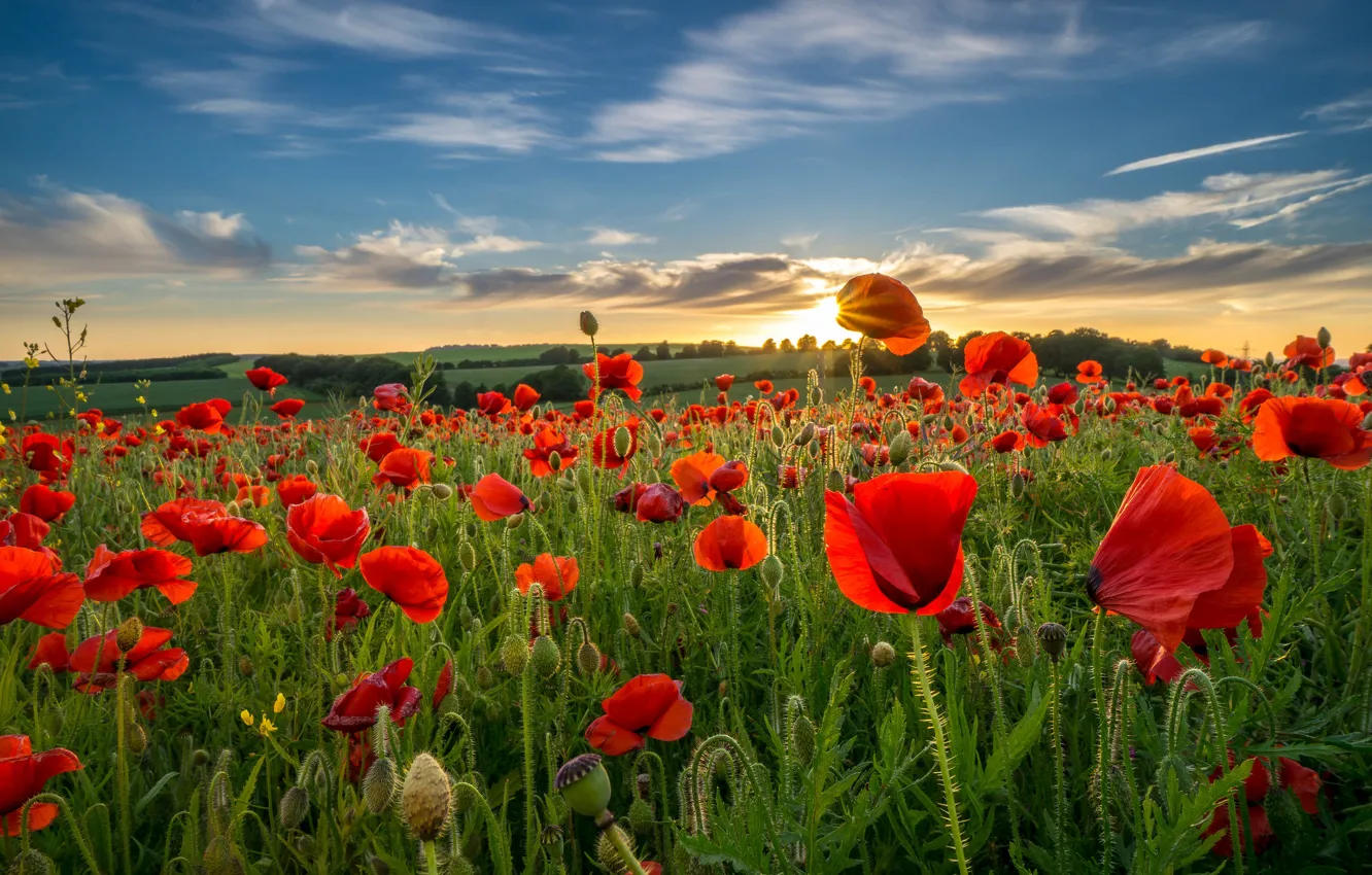 Photo wallpaper field, the sky, clouds, flowers, hills, Maki, the evening, meadow