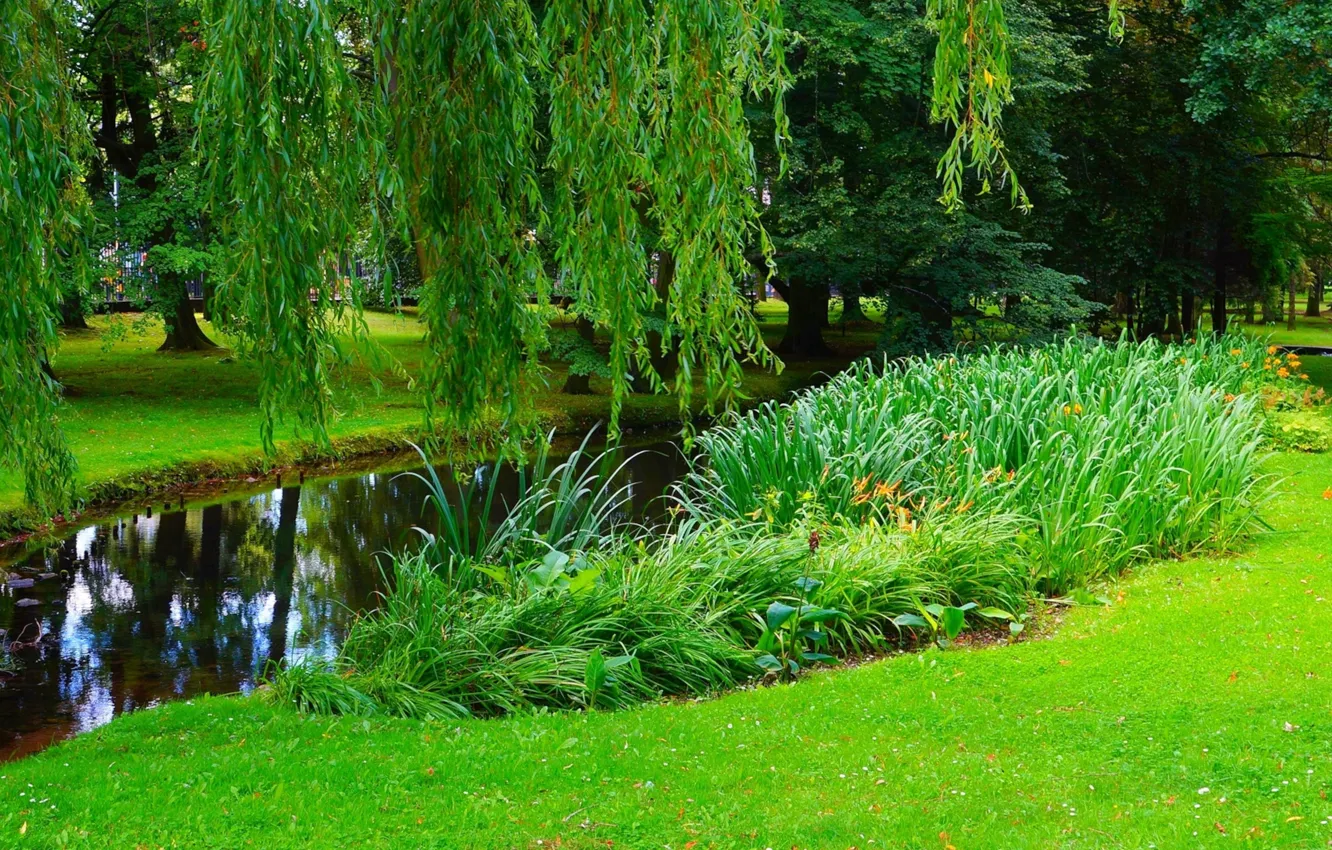 Photo wallpaper park, tree, joint