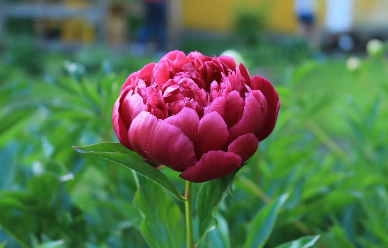 Photo wallpaper summer, Bud, harvest, peony, cottage, solo