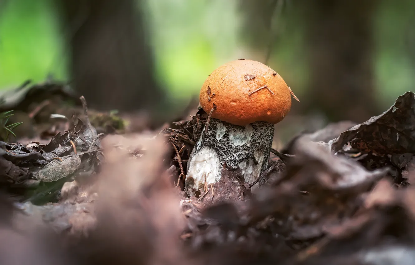 Photo wallpaper autumn, forest, leaves, nature, glade, mushrooms, bokeh, fungus