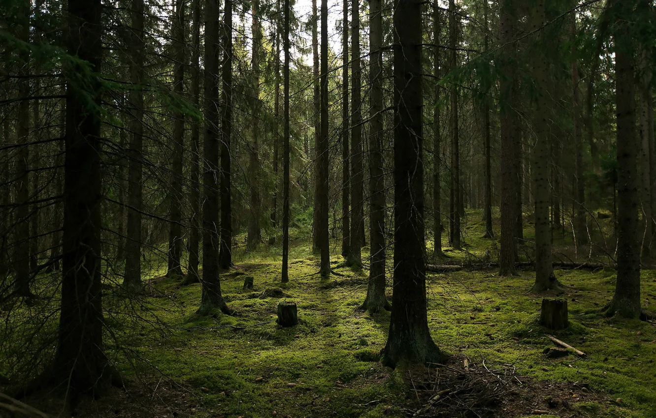 Photo wallpaper forest, trees, nature