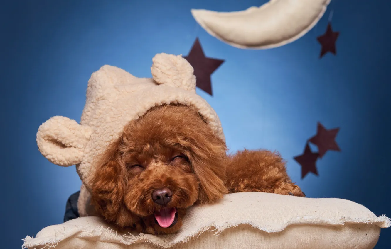 Photo wallpaper smile, dog, pillow, doggie, Poodle