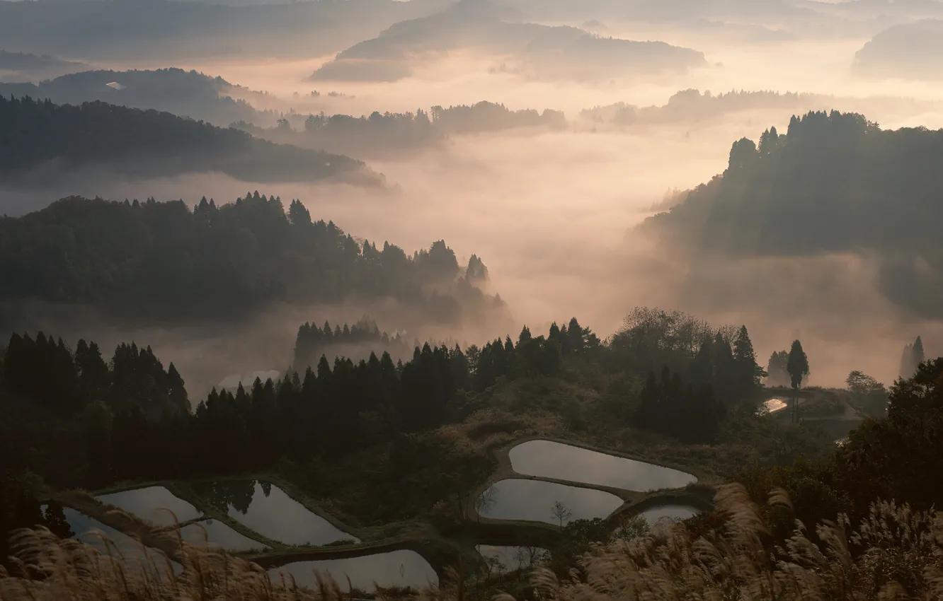 Photo wallpaper forest, fog, Japan