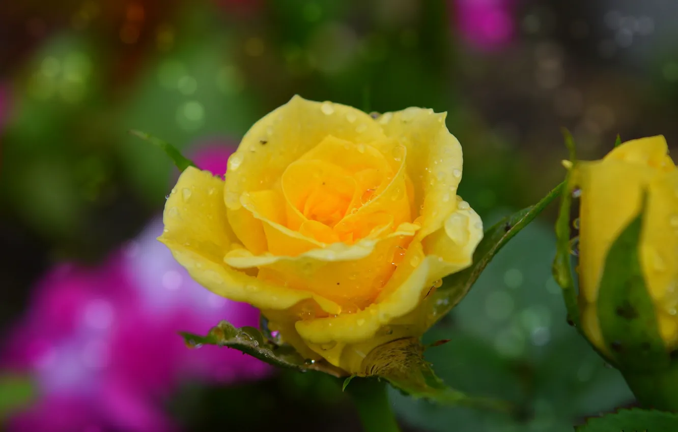 Photo wallpaper drops, rain, rain, drops, yellow rose, Yellow rose
