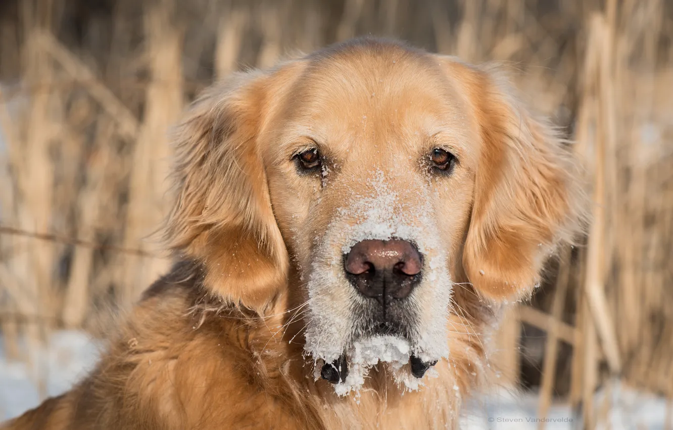 Photo wallpaper look, face, snow, dog, dog, Golden Retriever, Golden Retriever