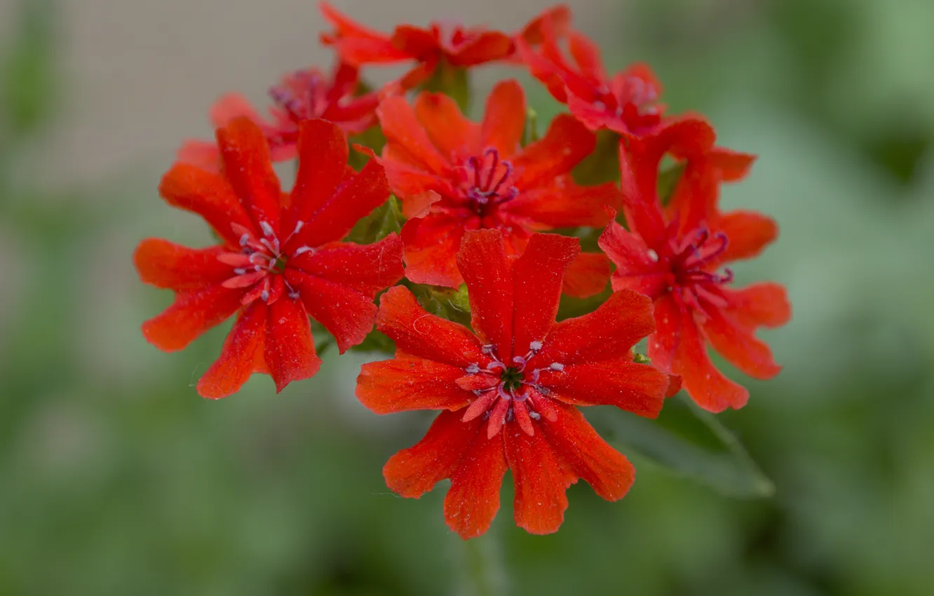 Photo wallpaper macro, flowers, red, something, beautiful