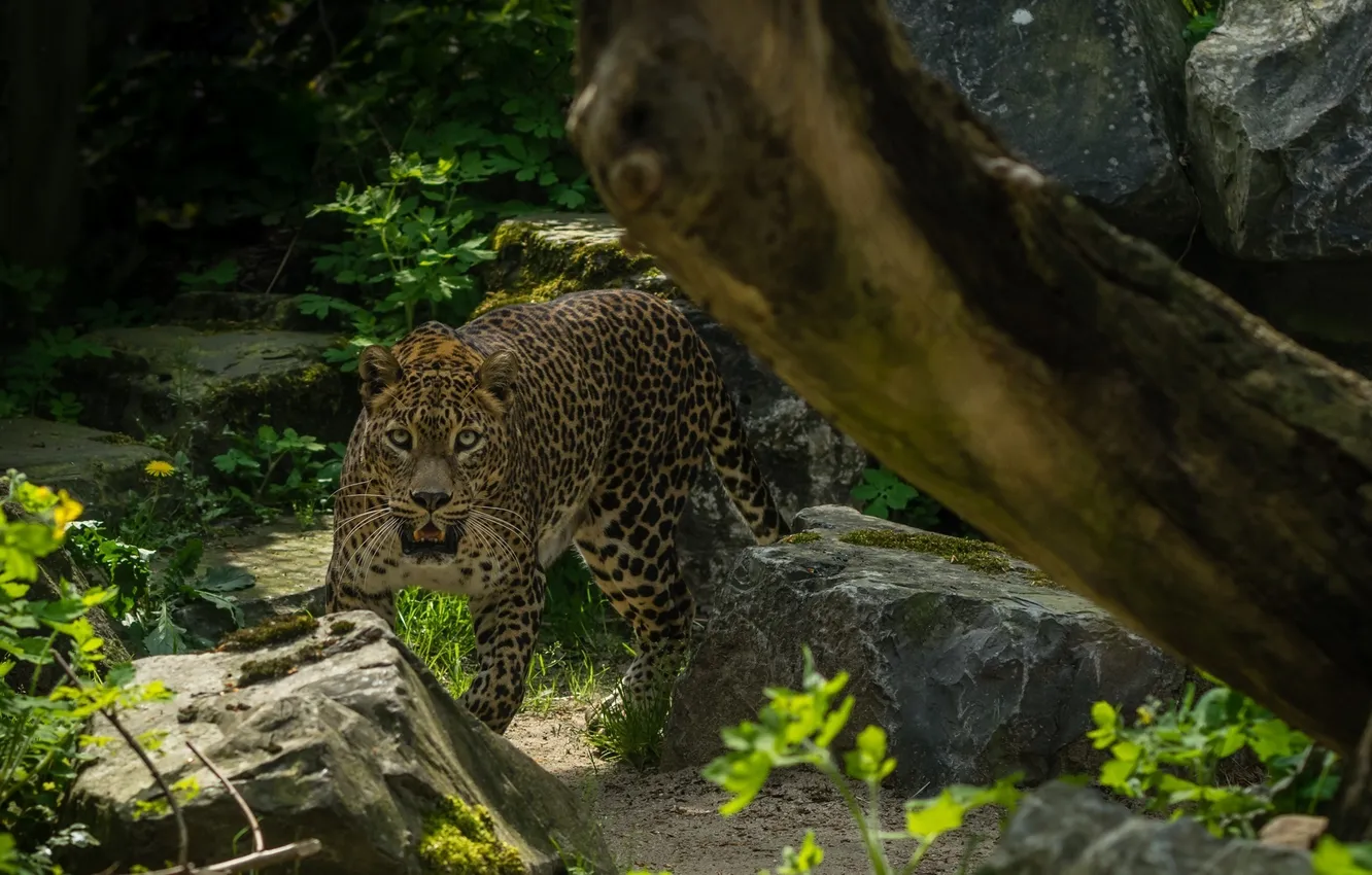 Photo wallpaper face, stones, thickets, predator, leopard, wild cat