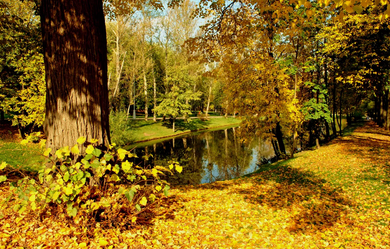 Photo wallpaper autumn, leaves, water, the sun, trees, yellow, Park, reflection