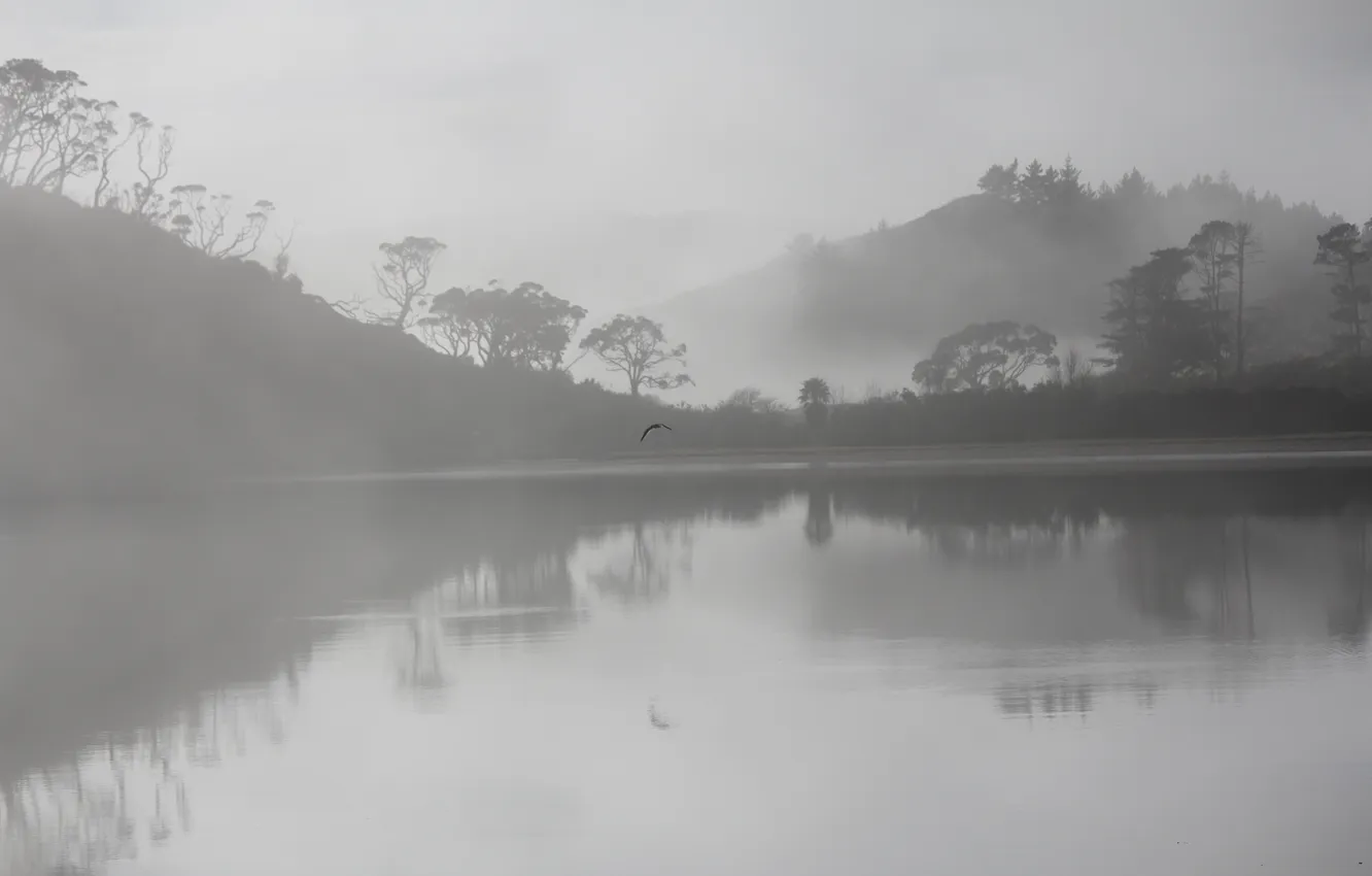 Photo wallpaper trees, fog, lake, reflection, hills, bird