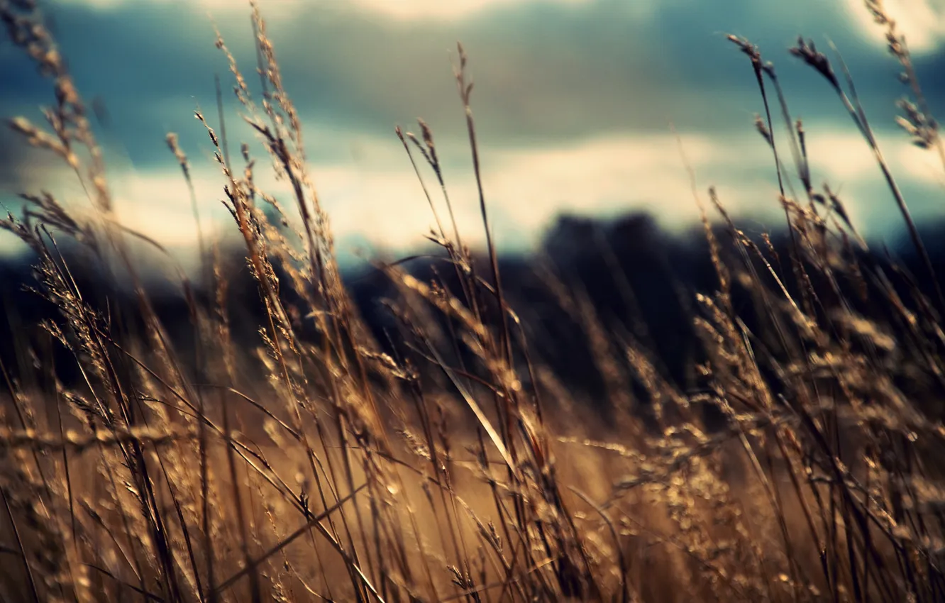 Photo wallpaper field, the sky, macro, nature, photo, the wind, Wallpaper, plant