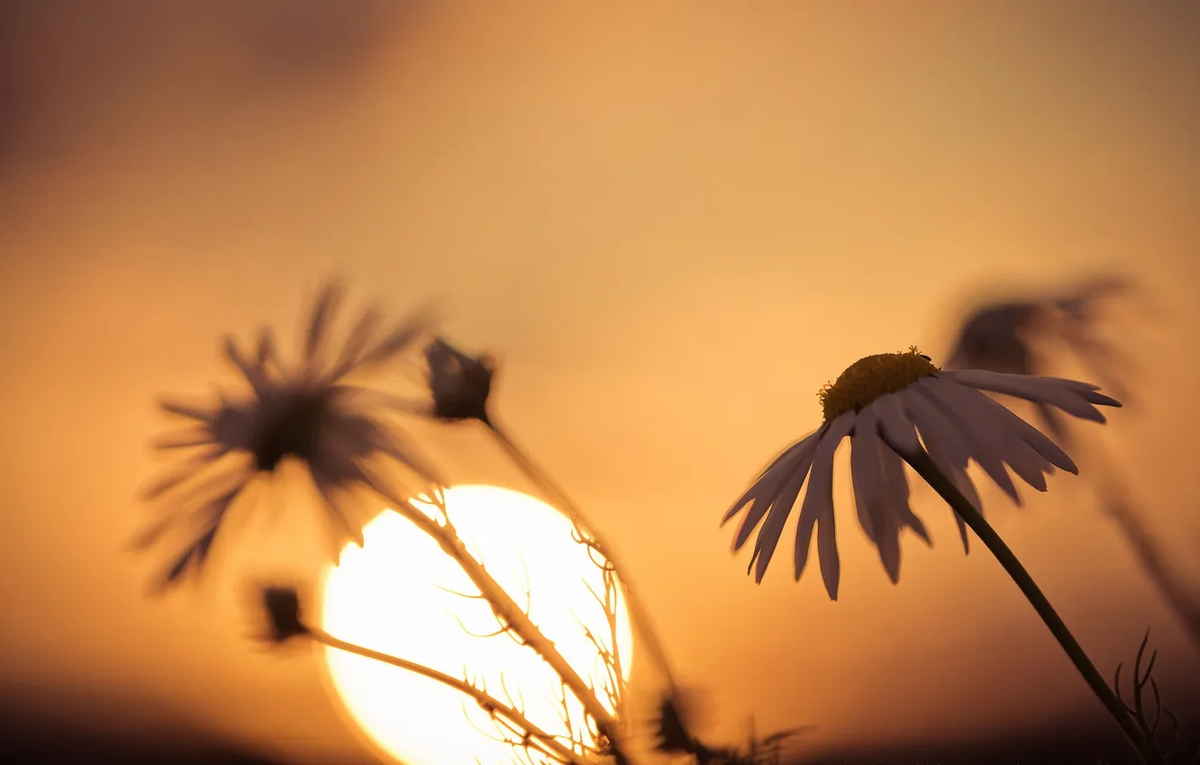 Photo wallpaper light, nature, chamomile
