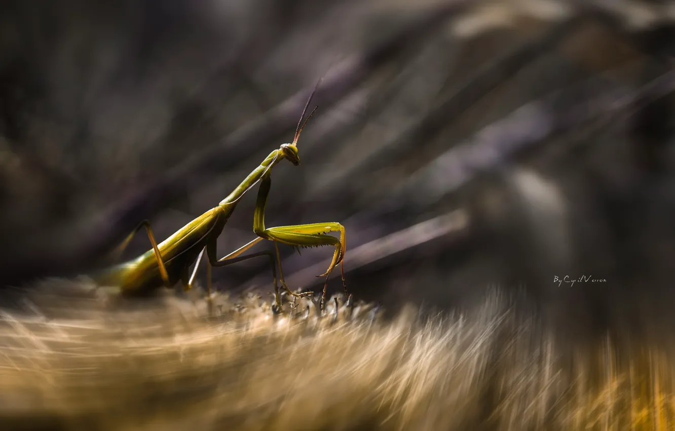 Photo wallpaper macro, green, movement, mantis, insect, shooting