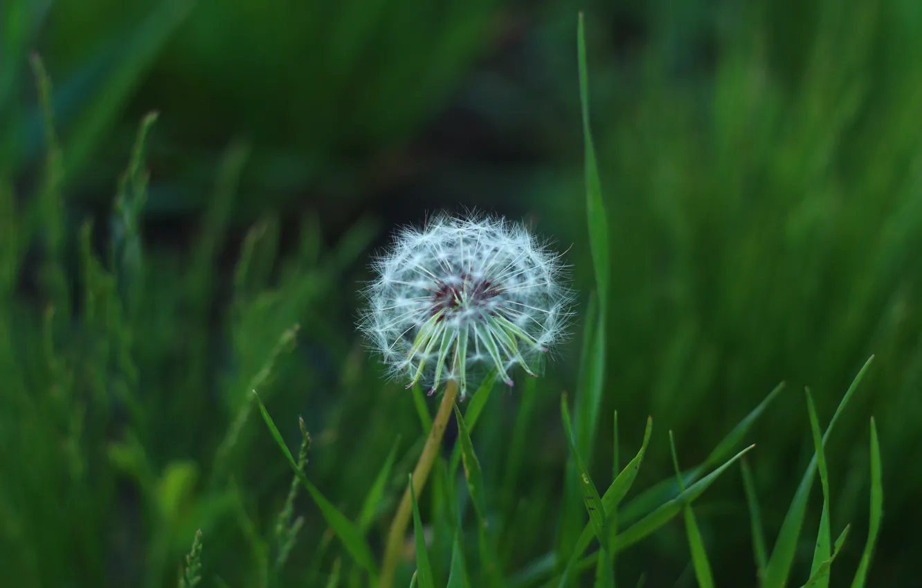 Photo wallpaper grass, flowers, dandelion
