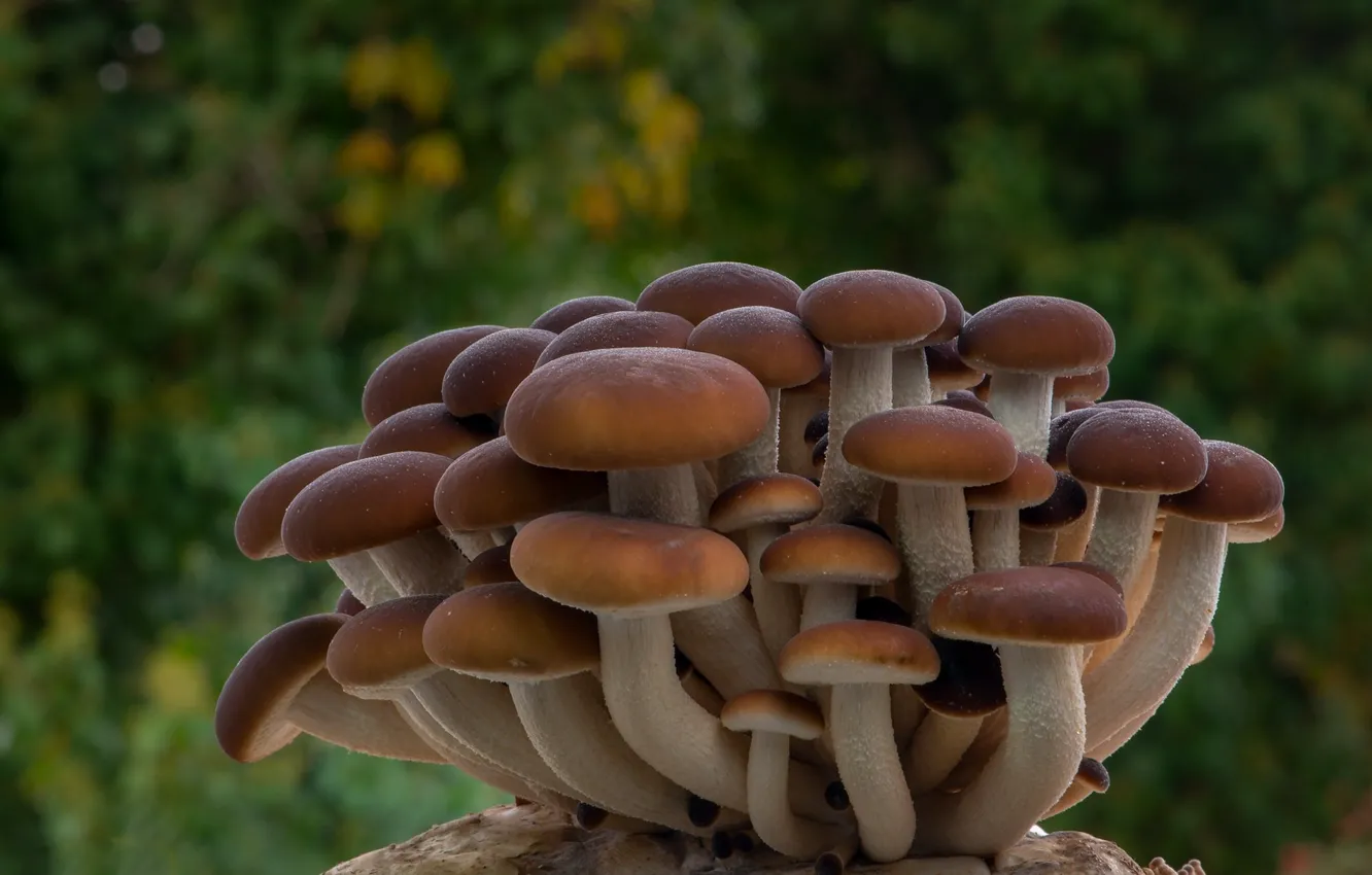 Photo wallpaper background, mushrooms, a bunch
