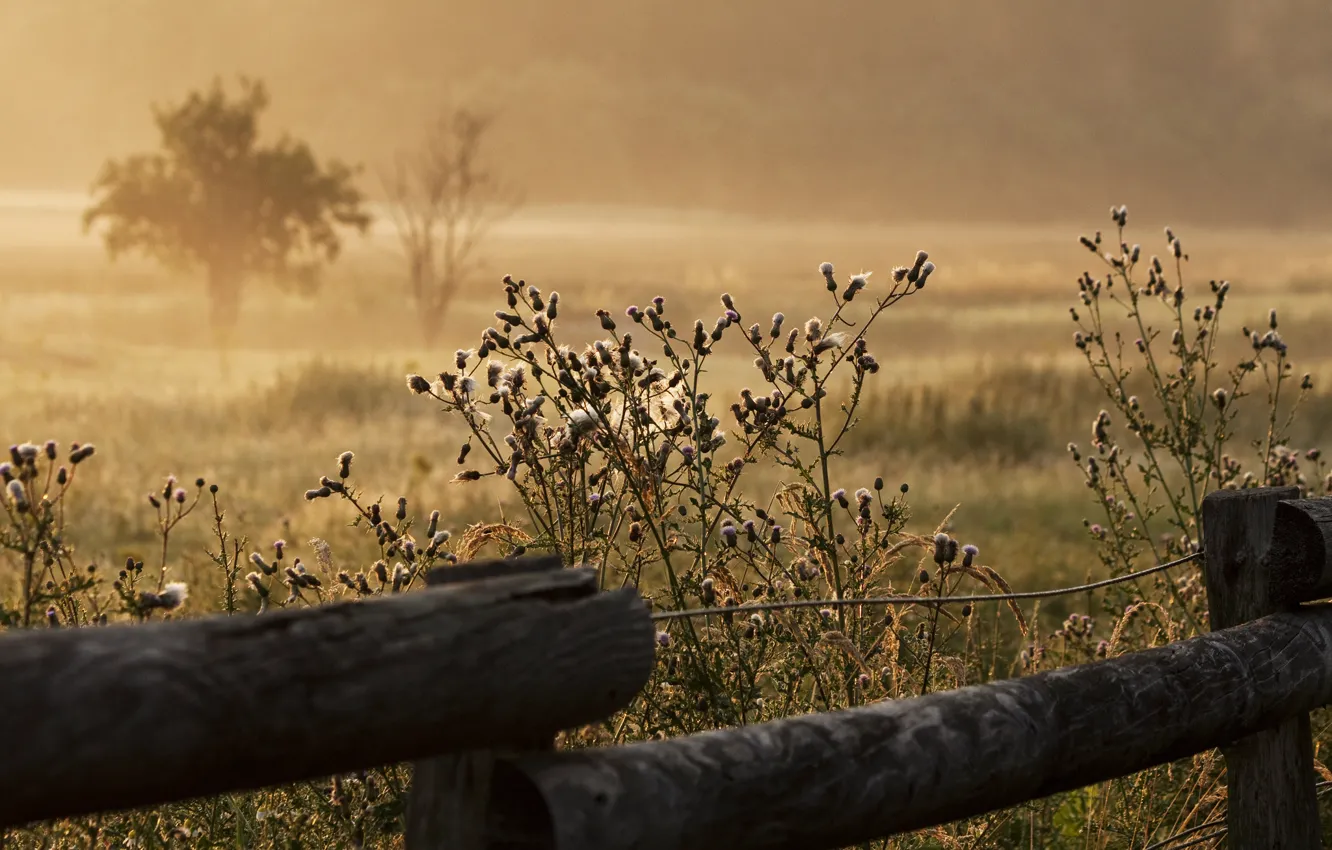 Wallpaper Summer Grass Fog The Fence Morning For Mobile And Desktop