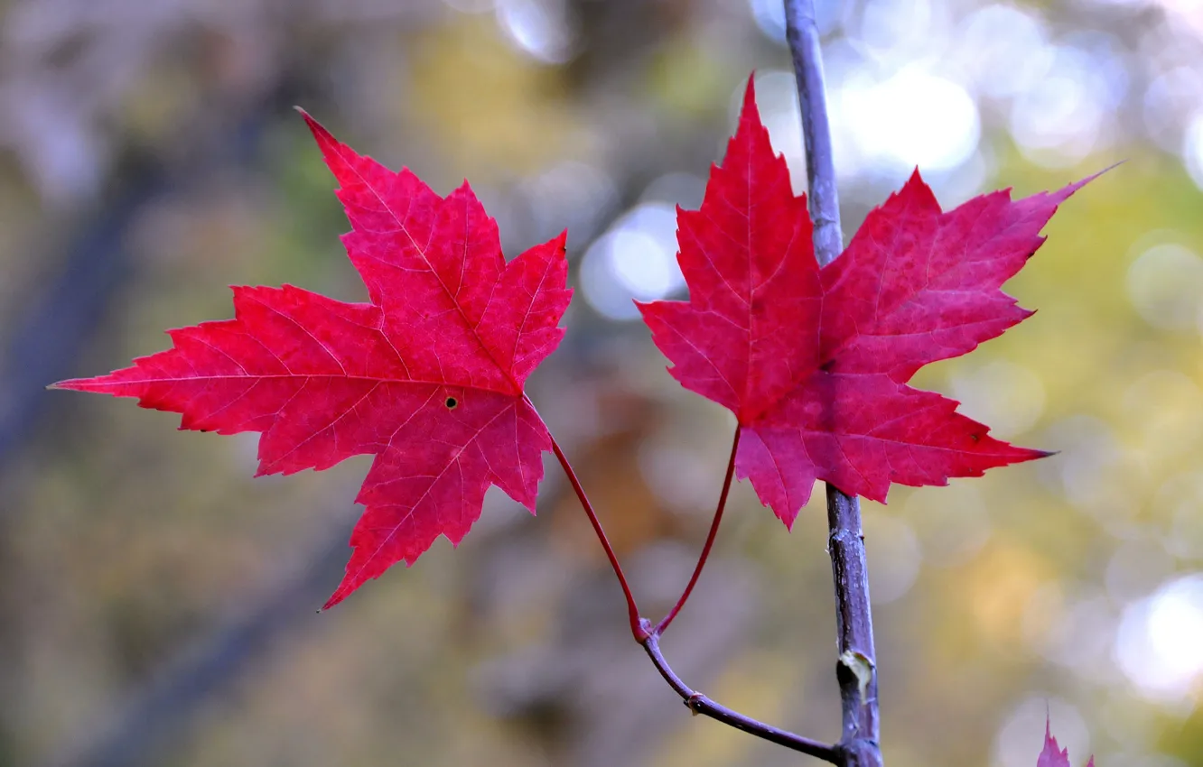 Photo wallpaper autumn, leaves, branch, maple, the crimson