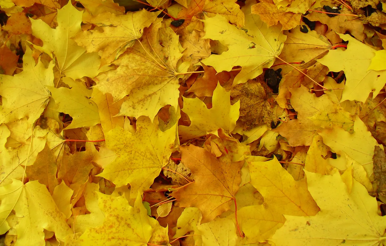 Photo wallpaper autumn, macro, yellow, earth, Leaves, blanket