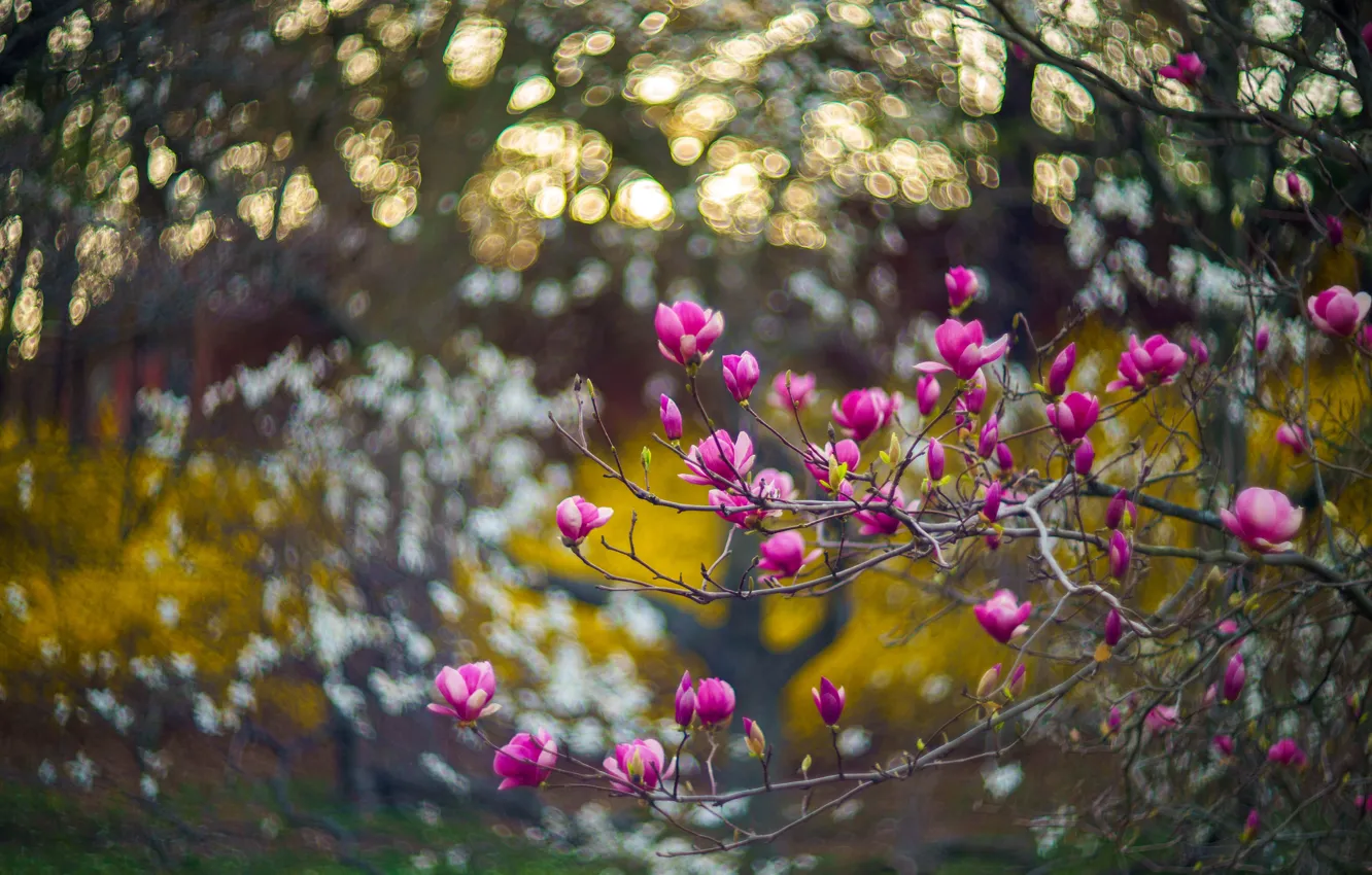 Photo wallpaper light, flowers, branches, glare, blur, spring, flowering, bokeh