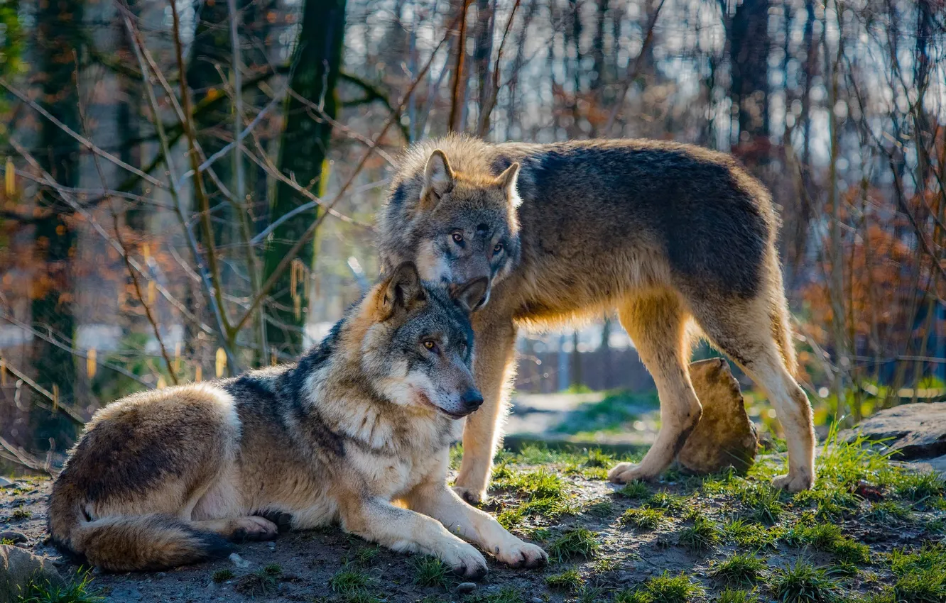 Photo wallpaper Predator, nature, animal, wolf, wildlife, portrait, portrait., Canis lupus. face