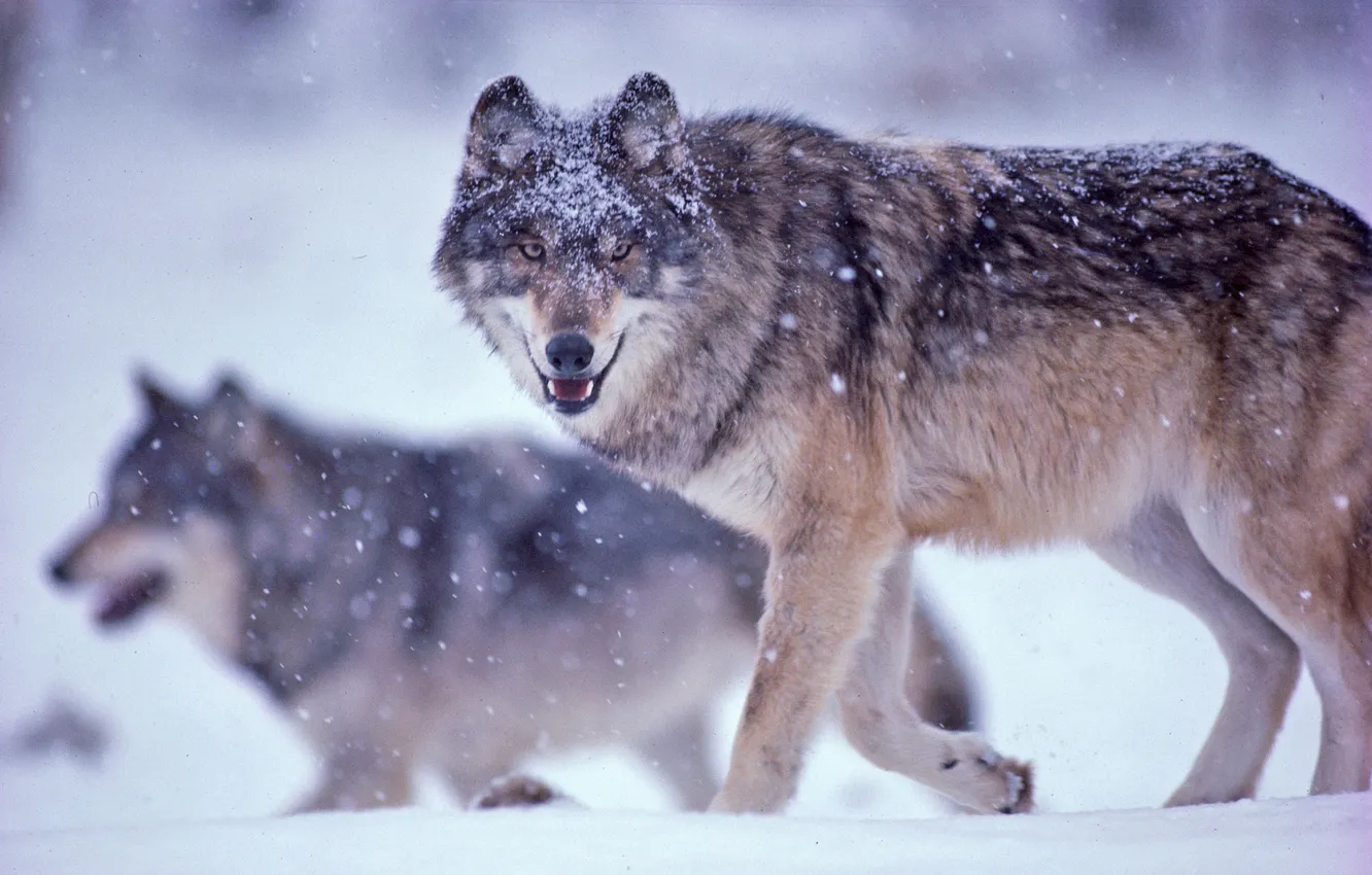Photo wallpaper nature, Gray Wolf, face, animal, wolf, canis lupus, wildlife, head